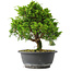 Juniperus chinensis Itoigawa, 26 cm, ± 15 jaar oud