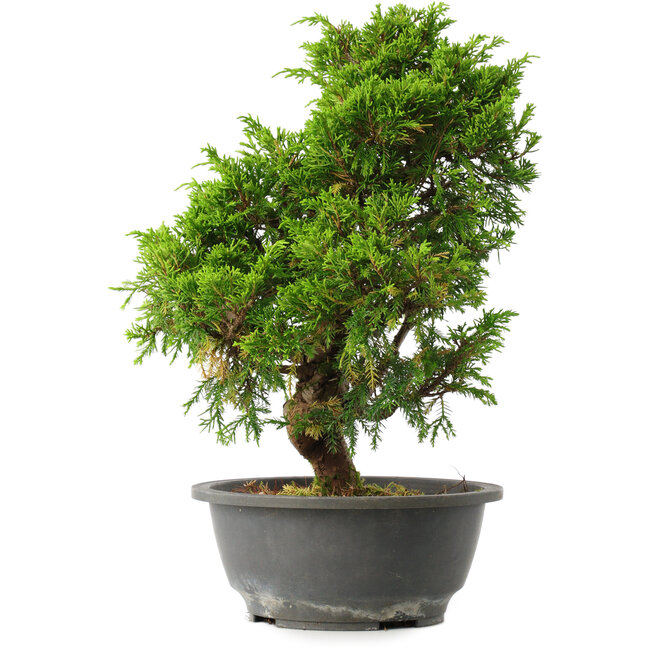 Juniperus chinensis Itoigawa, 33 cm, ± 15 años