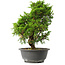 Juniperus chinensis Itoigawa, 33 cm, ± 15 jaar oud