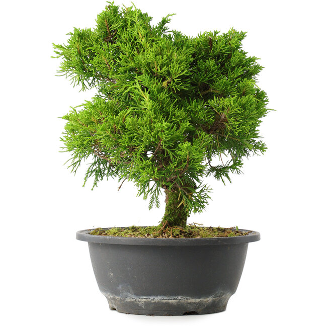 Juniperus chinensis Itoigawa, 26 cm, ± 15 years old