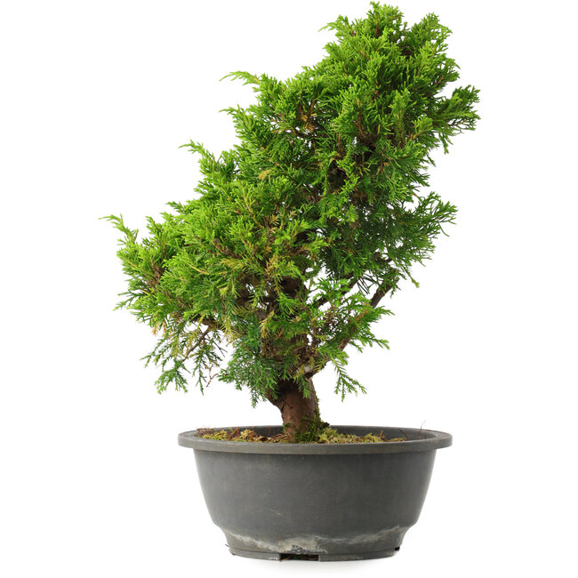 Juniperus chinensis Itoigawa, 33 cm, ± 15 Jahre alt