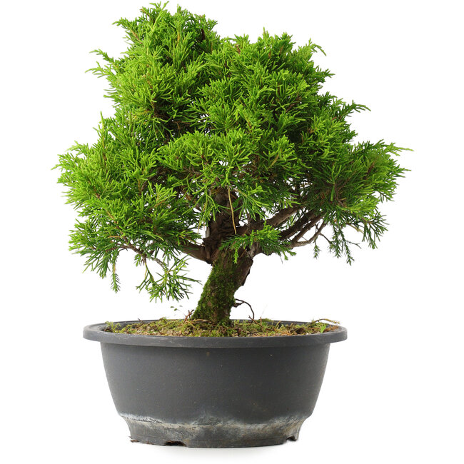 Juniperus chinensis Itoigawa, 26 cm, ± 15 jaar oud