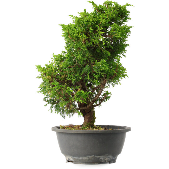 Juniperus chinensis Itoigawa, 33 cm, ± 15 ans