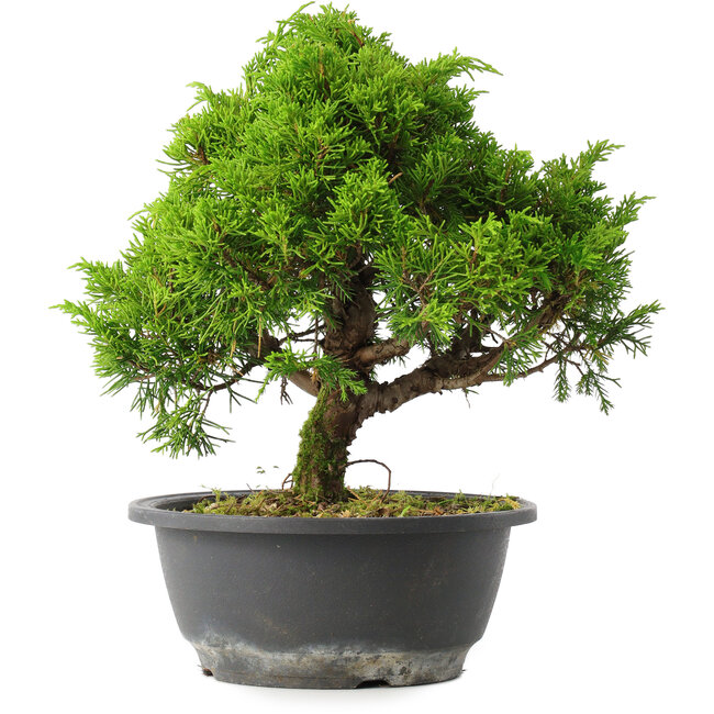 Juniperus chinensis Itoigawa, 26 cm, ± 15 Jahre alt