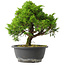 Juniperus chinensis Itoigawa, 26 cm, ± 15 jaar oud
