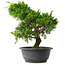 Juniperus chinensis Itoigawa, 30 cm, ± 15 años