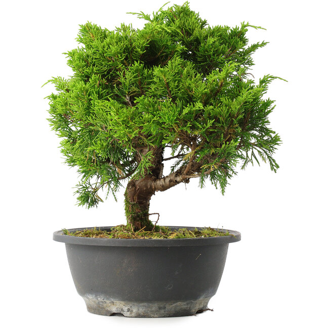 Juniperus chinensis Itoigawa, 26 cm, ± 15 Jahre alt
