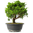 Juniperus chinensis Itoigawa, 26 cm, ± 15 jaar oud