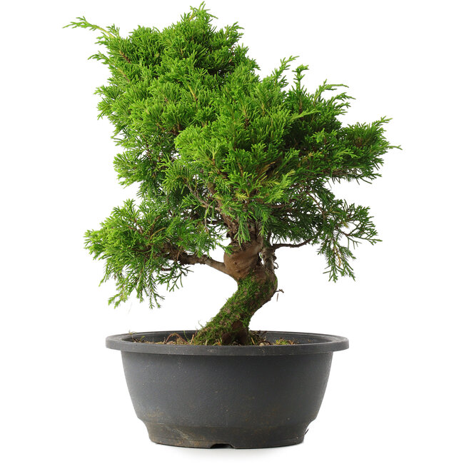Juniperus chinensis Itoigawa, 30 cm, ± 15 Jahre alt
