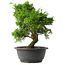 Juniperus chinensis Itoigawa, 30 cm, ± 15 jaar oud