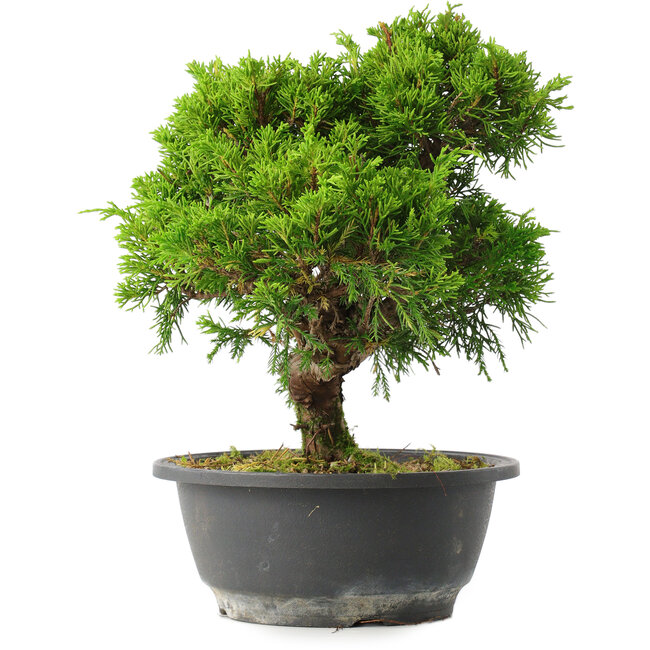Juniperus chinensis Itoigawa, 26 cm, ± 15 jaar oud