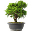 Juniperus chinensis Itoigawa, 26 cm, ± 15 jaar oud