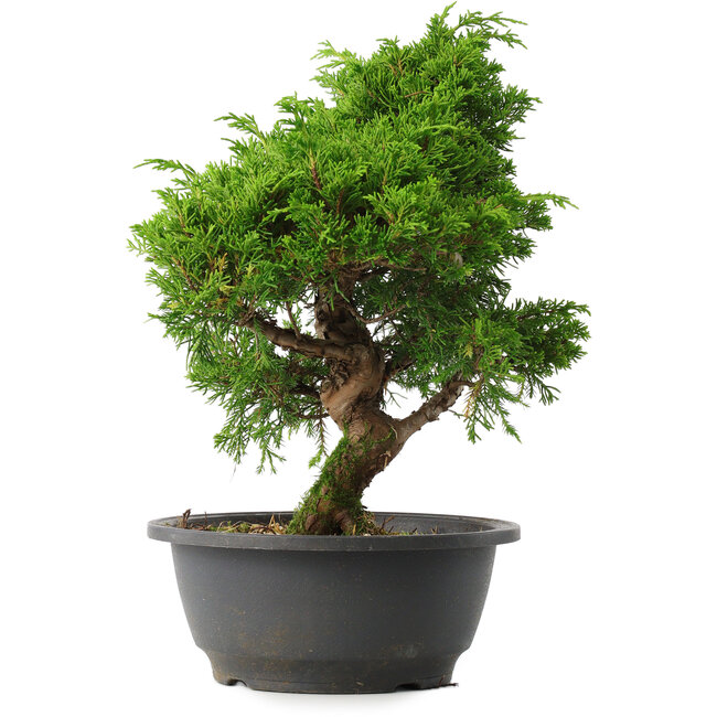 Juniperus chinensis Itoigawa, 30 cm, ± 15 Jahre alt