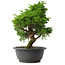 Juniperus chinensis Itoigawa, 30 cm, ± 15 años