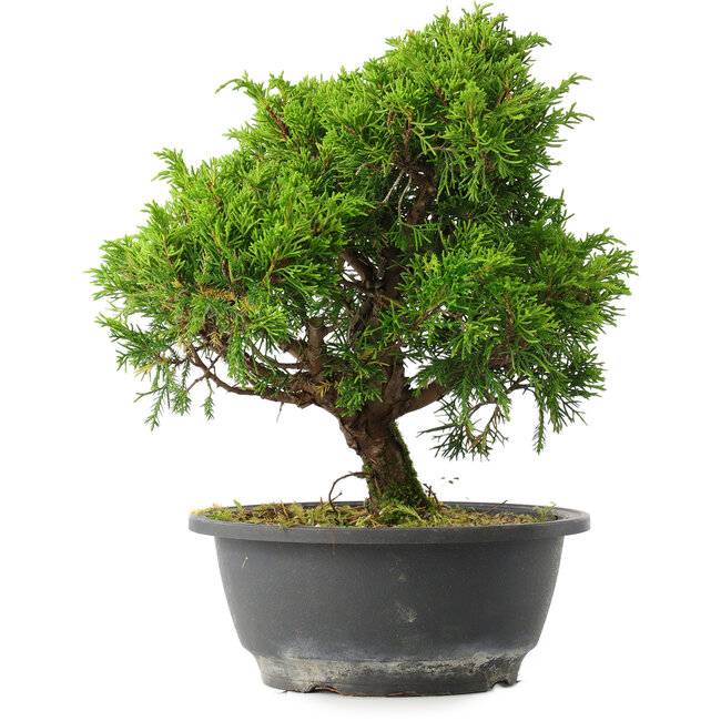 Juniperus chinensis Itoigawa, 26 cm, ± 15 ans