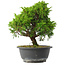 Juniperus chinensis Itoigawa, 26 cm, ± 15 jaar oud