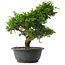 Juniperus chinensis Itoigawa, 30 cm, ± 15 años