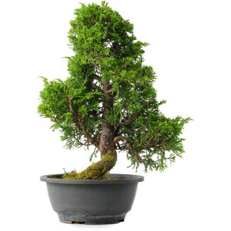 Juniperus chinensis Itoigawa, 35 cm, ± 15 jaar oud
