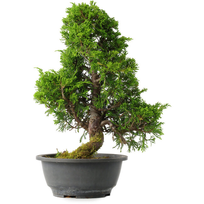 Juniperus chinensis Itoigawa, 35 cm, ± 15 jaar oud