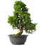 Juniperus chinensis Itoigawa, 35 cm, ± 15 jaar oud