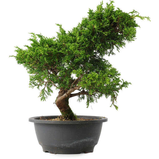 Juniperus chinensis Itoigawa, 30 cm, ± 15 Jahre alt