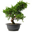 Juniperus chinensis Itoigawa, 30 cm, ± 15 jaar oud