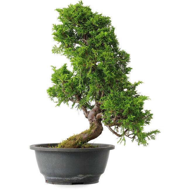 Juniperus chinensis Itoigawa, 35 cm, ± 15 jaar oud