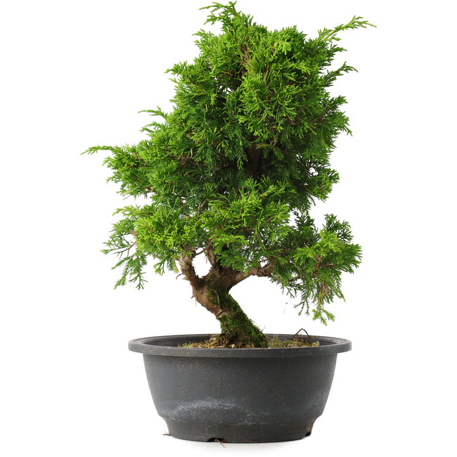 Juniperus chinensis Itoigawa, 30 cm, ± 15 anni