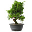 Juniperus chinensis Itoigawa, 30 cm, ± 15 años