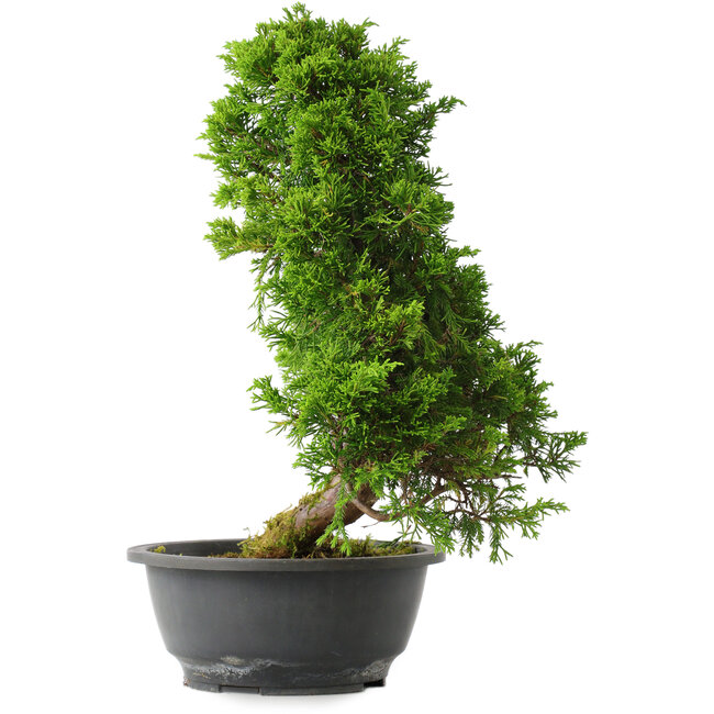 Juniperus chinensis Itoigawa, 35 cm, ± 15 Jahre alt