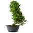 Juniperus chinensis Itoigawa, 35 cm, ± 15 jaar oud