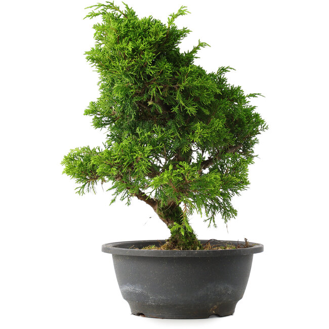 Juniperus chinensis Itoigawa, 30 cm, ± 15 jaar oud