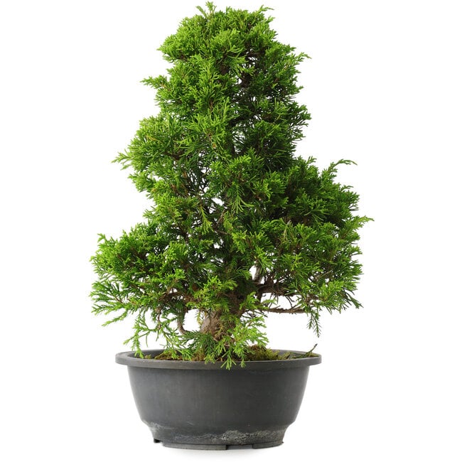Juniperus chinensis Itoigawa, 35 cm, ± 15 ans
