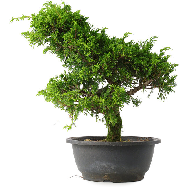Juniperus chinensis Itoigawa, 30 cm, ± 15 jaar oud