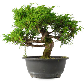 Juniperus chinensis Itoigawa, 24,5 cm, ± 15 jaar oud
