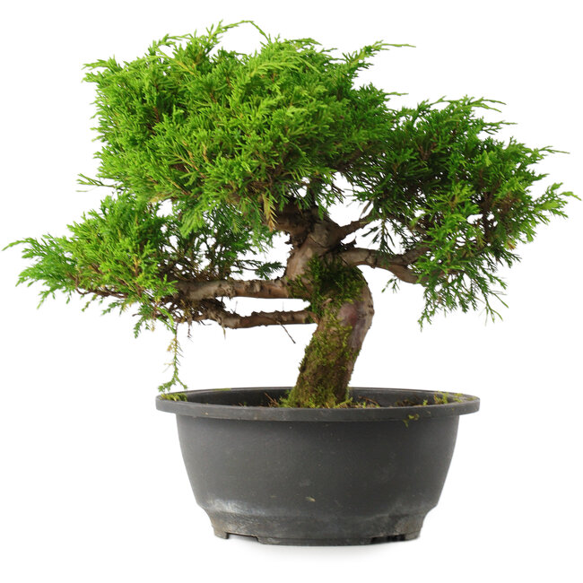 Juniperus chinensis Itoigawa, 24,5 cm, ± 15 jaar oud