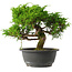Juniperus chinensis Itoigawa, 24,5 cm, ± 15 jaar oud