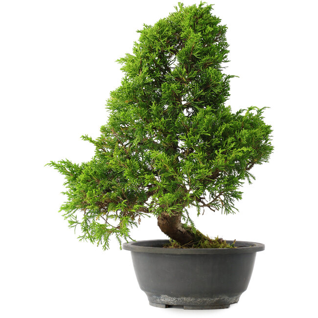 Juniperus chinensis Itoigawa, 35 cm, ± 15 ans