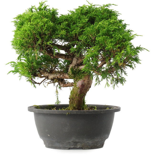 Juniperus chinensis Itoigawa, 24,5 cm, ± 15 years old