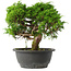 Juniperus chinensis Itoigawa, 24,5 cm, ± 15 jaar oud