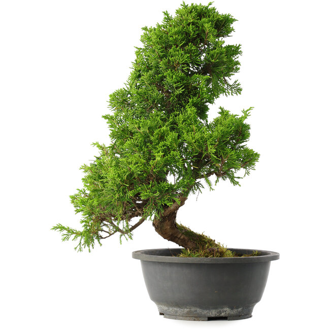 Juniperus chinensis Itoigawa, 35 cm, ± 15 years old