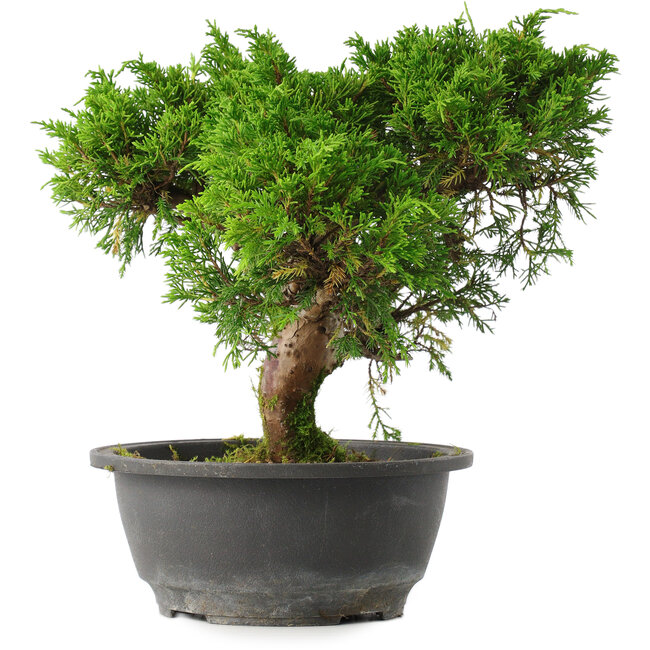 Juniperus chinensis Itoigawa, 24,5 cm, ± 15 jaar oud