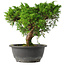 Juniperus chinensis Itoigawa, 24,5 cm, ± 15 ans