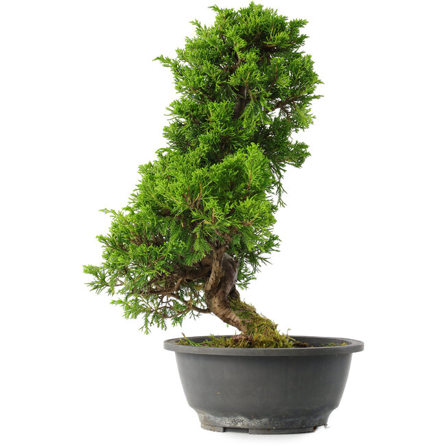 Juniperus chinensis Itoigawa, 35 cm, ± 15 Jahre alt