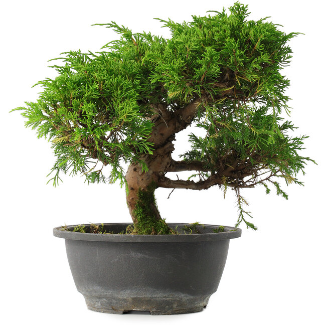 Juniperus chinensis Itoigawa, 24,5 cm, ± 15 años