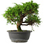 Juniperus chinensis Itoigawa, 24,5 cm, ± 15 jaar oud