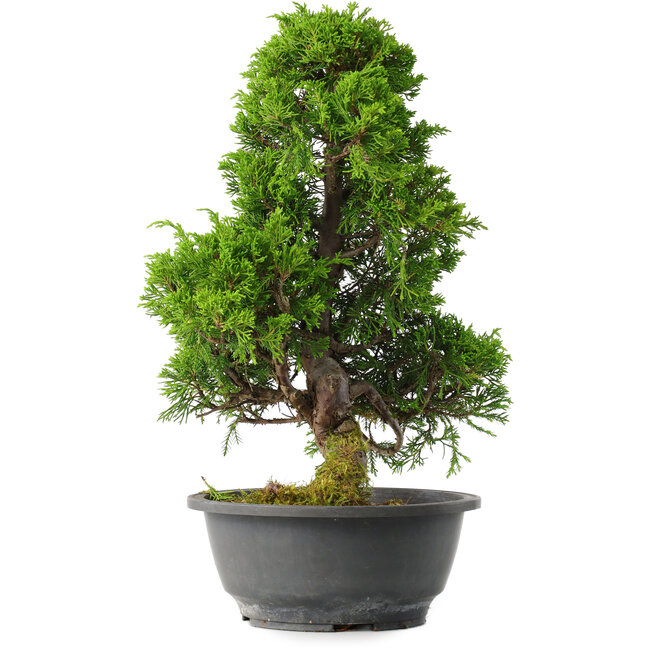 Juniperus chinensis Itoigawa, 35 cm, ± 15 years old