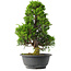 Juniperus chinensis Itoigawa, 35 cm, ± 15 jaar oud