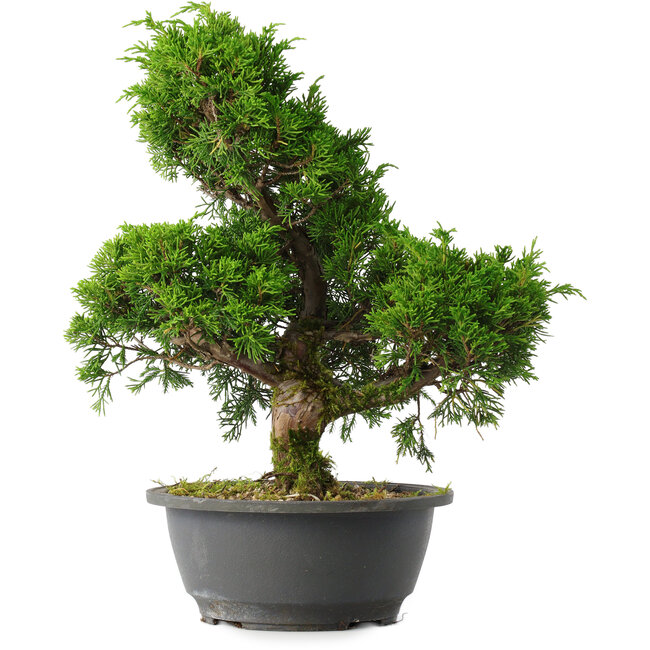 Juniperus chinensis Itoigawa, 31,5 cm, ± 15 jaar oud