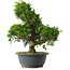 Juniperus chinensis Itoigawa, 31,5 cm, ± 15 jaar oud